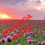 Profile picture of Maksuda Akter