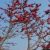 Profile picture of সাবিত রিজওয়ান