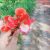 Profile picture of Nadia Rifat ritu