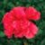 Profile picture of Rehana Akter