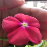 Profile picture of লেখা-লেখি