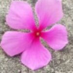 Profile picture of Tahiat Sinthia