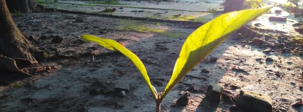 প্রিয়াংকা আচার্য্য